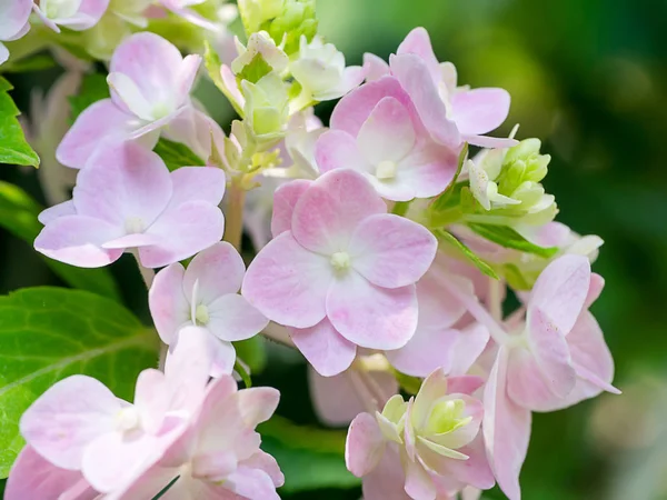 Close Hydrengea Flower — Stock Photo, Image