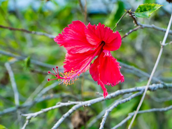 暗い赤中国のバラや靴の花 ハイビスカスローザ ススキ — ストック写真