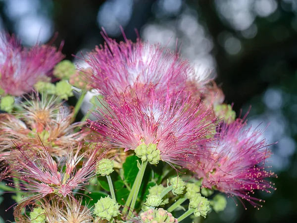 Close Flower Rain Tree East Indian Walnut Samanea Saman Plant — Stock Photo, Image