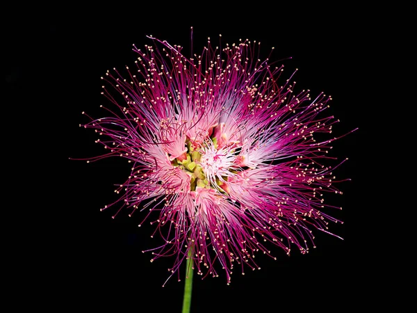 Flor Cerca Árbol Lluvia Nuez India Oriental Samanea Saman Planta — Foto de Stock