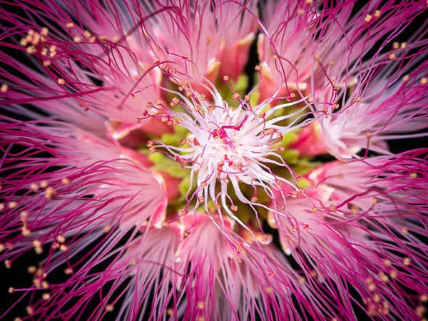 Fechar Pólen Árvore Chuva Flor Noz Indiana Oriental Samanea Saman — Fotografia de Stock