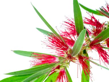 Şişe fırça çiçek beyaz arka plan üzerinde ağlayan. (Callistemon Viminalis)