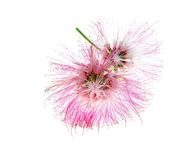 Yağmur ağaç veya beyaz arka plan üzerinde Doğu Hint ceviz (Samanea saman) bitki çiçek kadar kapatın.