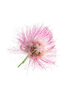 Yağmur ağaç veya beyaz arka plan üzerinde Doğu Hint ceviz (Samanea saman) bitki çiçek kadar kapatın.