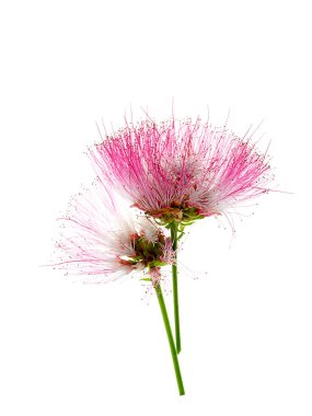 Yağmur ağaç veya beyaz arka plan üzerinde Doğu Hint ceviz (Samanea saman) bitki çiçek kadar kapatın.