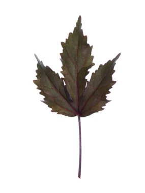 Yaprak kızılcık hibiscus veya Afrika rosemallow bitki (Hibiscus acetosella) beyaz arka plan üzerinde kapatın.