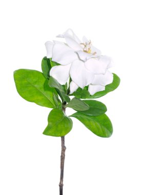 Gardenya jasminoides beyaz zemin üzerine yeşil yaprakları ile beyaz çiçek.