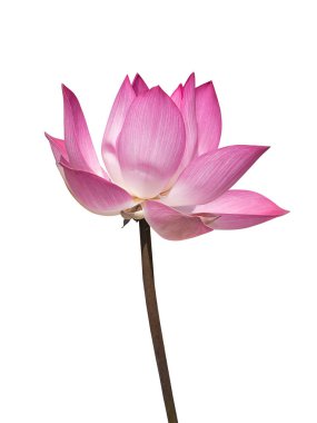 Kırpma yolu ile beyaz arka plan üzerinde pembe lotus çiçeği (Nelumbo nucifera) kapatmak.