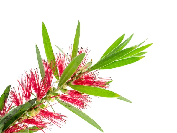 Weeping Bottle Brush Flower White Background Callistemon Viminalis — Stock Photo, Image