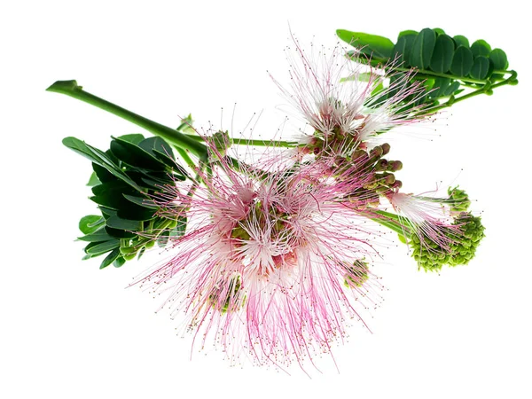 Nahaufnahme Blume Von Regenbaum Oder Ostindischer Walnuss Samanea Saman Pflanze — Stockfoto