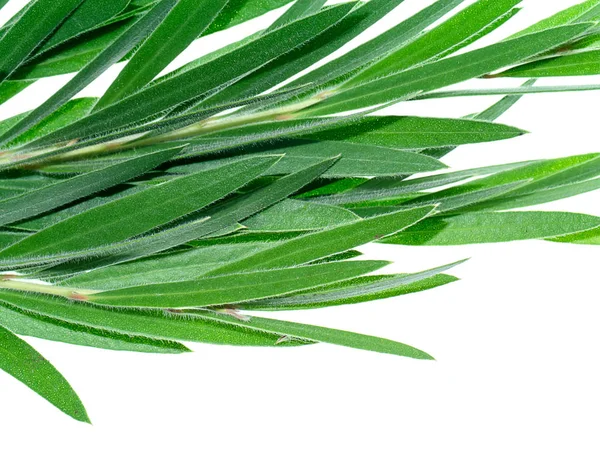 Weeping Bottle Brush Leaves White Background Callistemon Viminalis — Stock Photo, Image