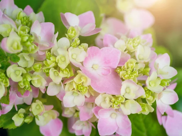 Nahaufnahme Hydrengea Blume Mit Weichem Licht — Stockfoto