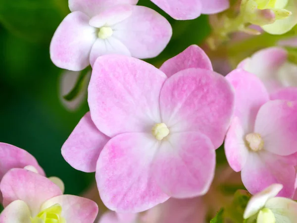 Cerca Hydrengea Flor — Foto de Stock