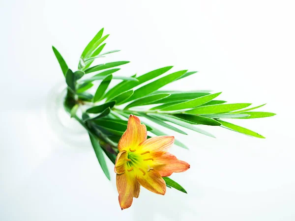 Όμορφη Βροχή Κρίνος Λουλούδι Zephyranthes Lily Πράσινα Φύλλα — Φωτογραφία Αρχείου