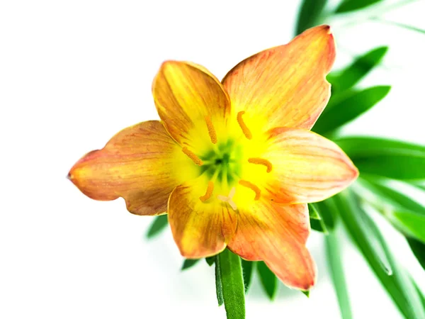 Beautiful Rain Lily Flower Zephyranthes Lily Green Leaves — Stock Photo, Image