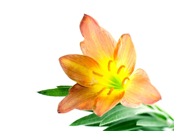 Hermosa Flor Lirio Lluvia Zephyranthes Lily Con Hojas Verdes — Foto de Stock