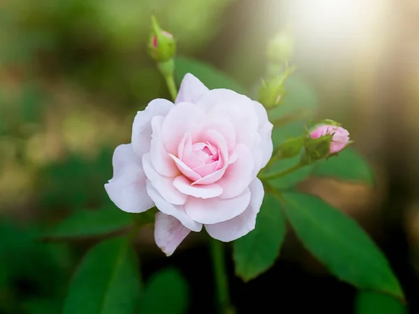 Piękna Mała Róża Różowy Miękkie Światło — Zdjęcie stockowe