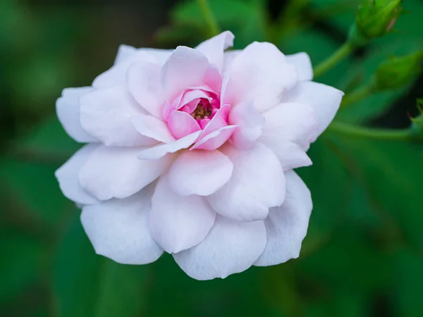 Beautiful small pink rose in the dark background.