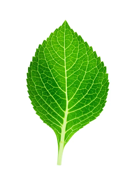 Close Hydrangea Leaf White Background — Stock Photo, Image