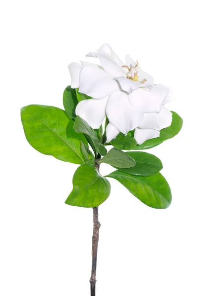 Flor Blanca Gardenia Jasminoides Con Hojas Verdes Sobre Fondo Blanco — Foto de Stock