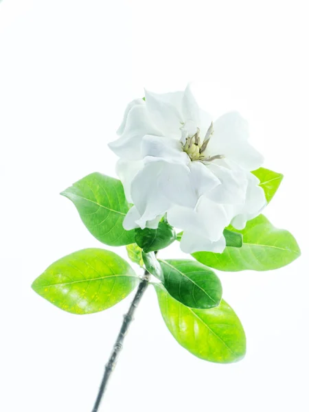 The white flower of Gardenia jasminoides with green leaves on white background.