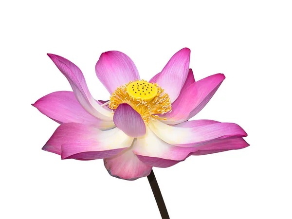 Gros Plan Fleur Lotus Rose Nelumbo Nucifera Sur Fond Blanc — Photo