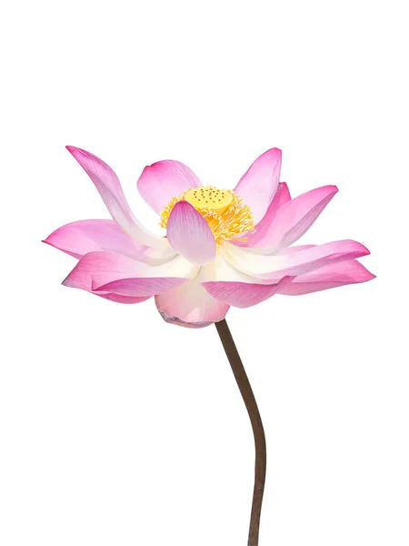 Close Pink Lotus Flower Nelumbo Nucifera White Background Clipping Path — Stock Photo, Image