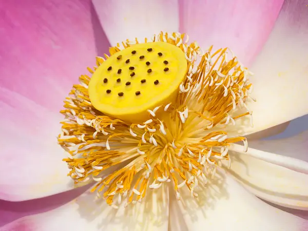 Close Pink Lotus Flower Nelumbo Nucifera White Background — Stock Photo, Image