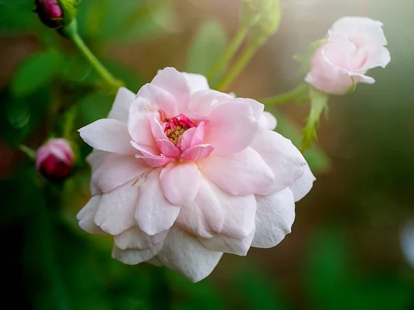 Schöne Kleine Rosa Rose Weichen Licht — Stockfoto