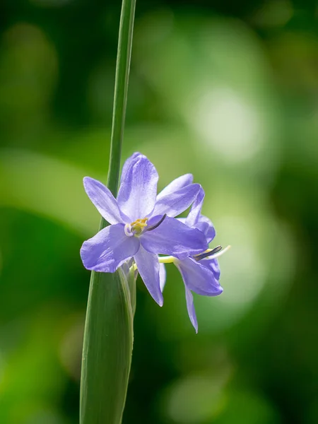 Close Violet Flower Monochoria Elata Ridl — Stock Photo, Image