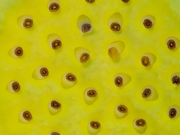 Detailní Záběr Semen Lotosový Květ Nelumbo Nucifera — Stock fotografie