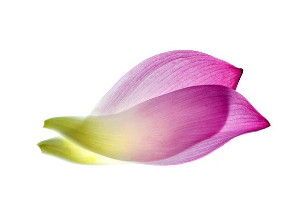 Płatek Kwiatu Lotosu Nelumbo Nucifera Białym Tle Bliska — Zdjęcie stockowe