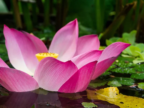 Pembe Lotus Çiçeği Nelumbo Nucifera Kadar Kapatın — Stok fotoğraf