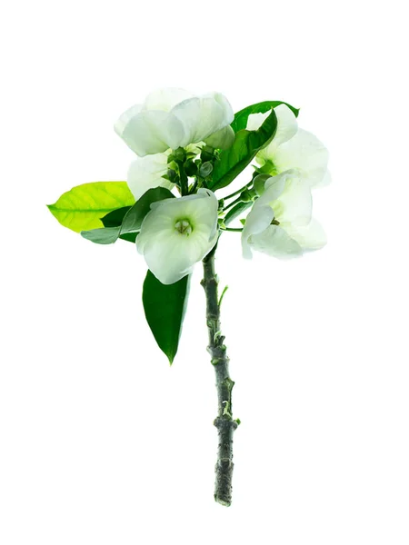Close Vallaris Solanacea Flower White Background — Stock Photo, Image