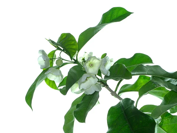 Крупним Планом Квітка Solanacea Vallaris Білому Тлі — стокове фото