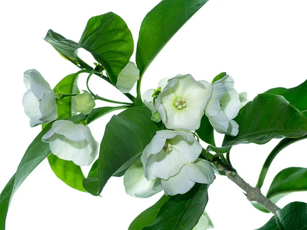 Крупним Планом Квітка Solanacea Vallaris Білому Тлі — стокове фото