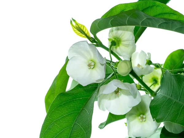 Nahaufnahme Von Vallaris Solanacea Blume Auf Weißem Hintergrund — Stockfoto