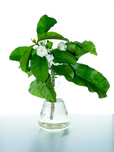 Close Vallaris Solanacea Flower White Background — Stock Photo, Image