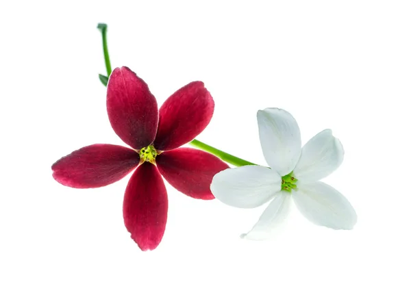 Close Rangoon Creeper Flower Quisqualis Indica White Background — Stock Photo, Image