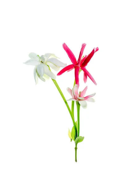 Zbliżenie Kwiatów Rangoon Creeper Quisqualis Indica Białym Tle — Zdjęcie stockowe