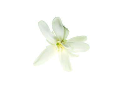 Rangoon sarmaşık çiçek (Quisqualis indica) beyaz arka plan üzerinde Kapat.