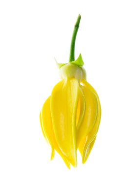 Beyaz arka plan üzerinde Bhandari çiçek (Artabotrys siamensis) yakından.