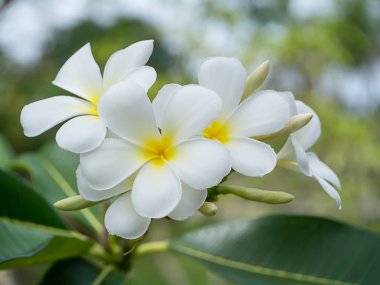 Beyaz Frangipani çiçeğinin (Plumeria).