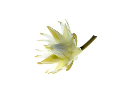 Beyaz arka plan üzerinde kurşun ahşap çiçek.