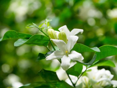 Beyaz turuncu Jasmine veya Çin kutusu çiçek (Murraya paniculata)