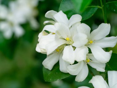 Beyaz turuncu Jasmine veya Çin kutusu çiçek (Murraya paniculata)