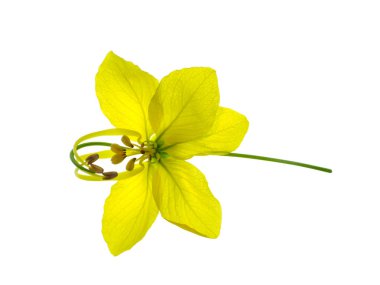 Puding çam, Hint Laburnum, beyaz zemin üzerinde altın duş çiçek (Cassia Fistül) yakından