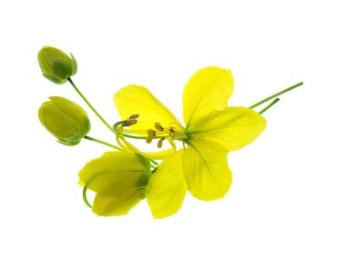 Puding çam, Hint Laburnum, beyaz zemin üzerinde altın duş çiçek (Cassia Fistül) yakından