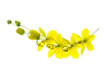 Puding çam, Hint Laburnum, beyaz zemin üzerinde altın duş çiçek (Cassia Fistül) yakından