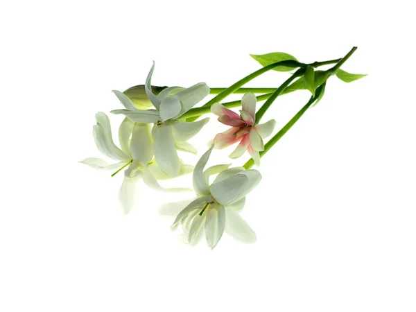 Primer Plano Rangoon Creeper Flower Quisqualis Indica Sobre Fondo Blanco —  Fotos de Stock